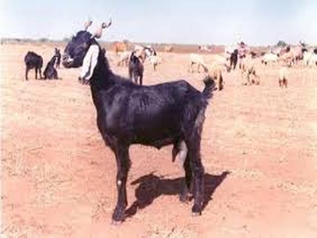 Залавади коза