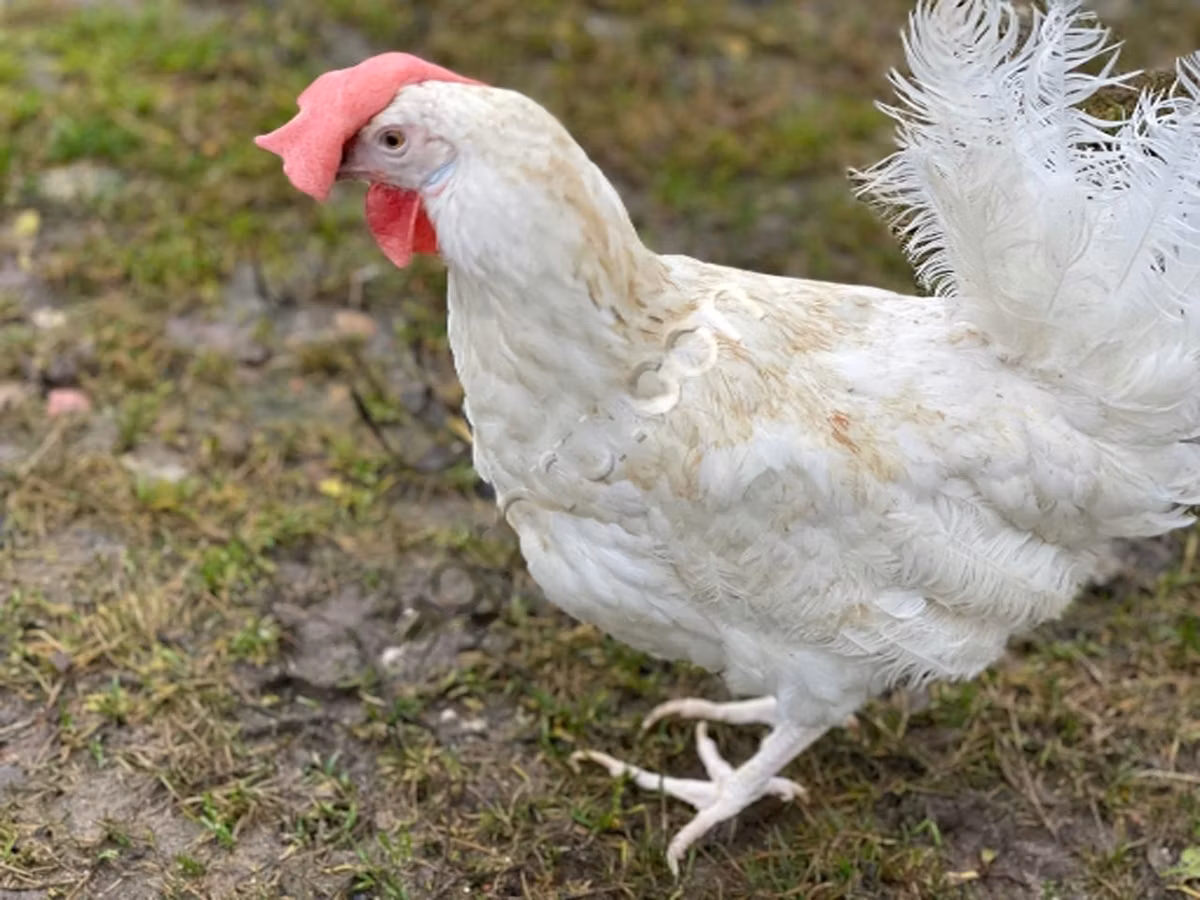 gallina danesa