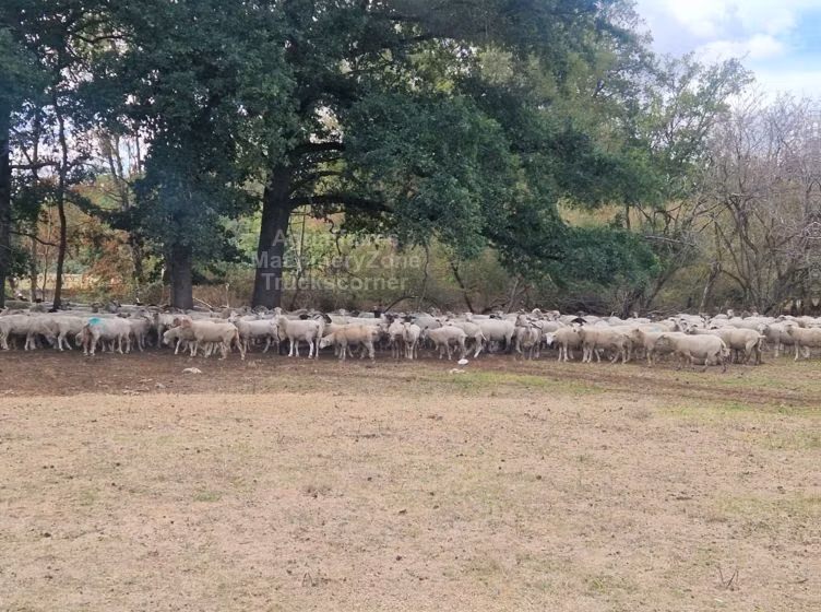 Baerchuke sheep