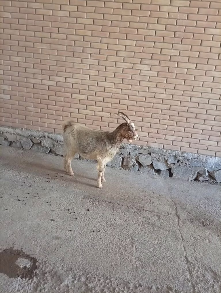 Альпийская коза