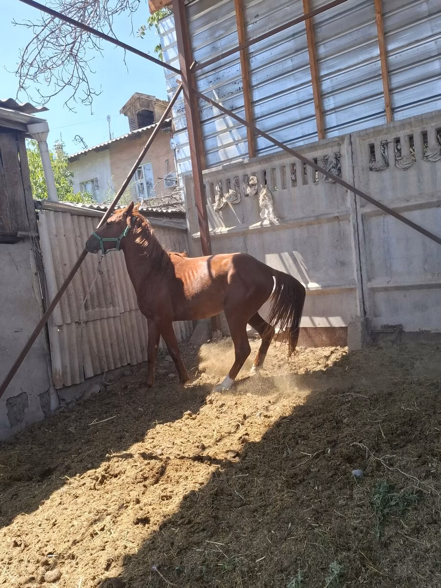 Арабская чистокровная