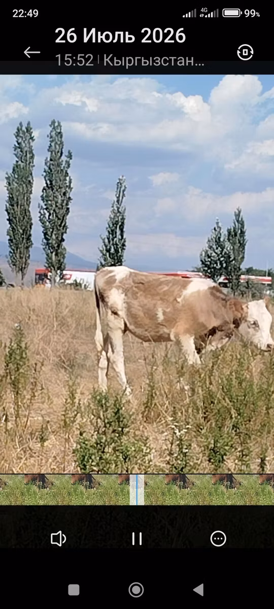 Эстонская красная корова